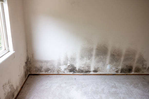 Best Air Quality Testing for Mold Spores  in Soh Ogden, UT